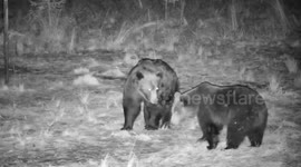 Mother bear protects cubs by squaring up to male in northern Romania