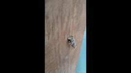 Bug Camoflages Itself With Garden Debris