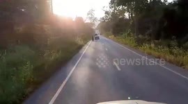 Wild Elephant Has To Be Ushered Off Road In Thailand
