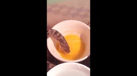 Pet Snake Eats Bowl Of Eggs For Dinner