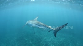 Sharks sneaking up on unsuspecting underwater photographers at Ningaloo Reef, Western Australia