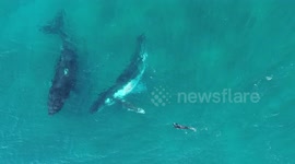Swimmer dwarfed by two humpback whales as films himself with drone camera