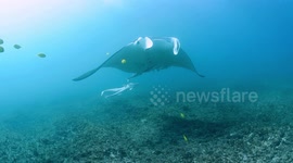 A majestic manta ray swims serenely by Australia's Ningaloo Reef