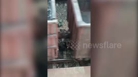 Lucky escape for boy on a railway track in India as a train passes overhead