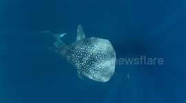 Whale shark slowly emerges from the deep ocean