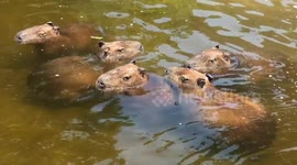 Capybara are the world's largest rodent and also the cutest