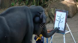 Elephant Show in Thailand