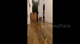 Weiner dog in winter boots for the first time