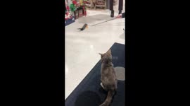 Gidget, a tiny, rescue, dwarf kitten jumps and plays with feather wand