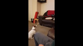 Cat and dog fight for fishing rod