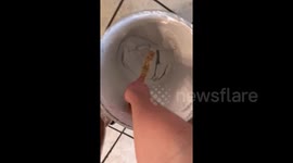 Satisfying paint peel with a stick