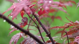 Gentle Late Spring Rain