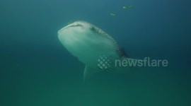 Whale sharks in the morning light