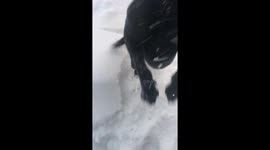 Black dog loves the fresh white snow