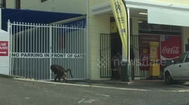A hungry baboon steals bananas from a shop in South Africa