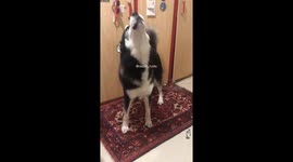 'If you're happy and you know it say WOOF!' Dog barks along to owner's tune
