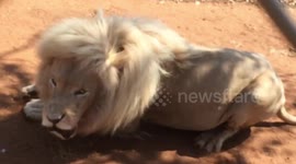 Lion leaps at tourist getting too close while he eats his lunch