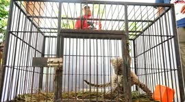 Indonesian police foil the smuggling of protected animals from abroad