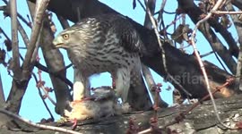 Rare goshawk seen in New York City eating its lunch