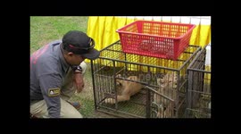 POLICE FAILED TRADE ANIMALS PROTECTED
