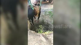 Disgruntled bulls attack rescuers in India after being trapped in well for over 16 hours