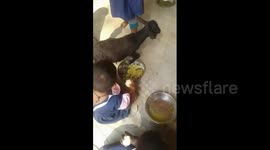 Rogue lamb steals food from kids in adorable video