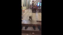 Dog tries to follow owner but doesn't realise glass door is in the way