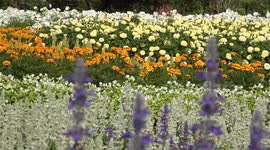 Visitors enjoy beautiful flower festival in Bangkok