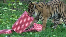 It's beginning to look a lot like Christmas at London Zoo as lemurs and monkeys are given their festive gifts