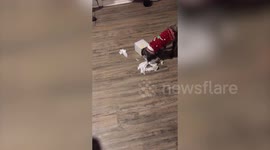 Hilarious moment puppy gets its head stuck in tissue box