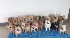 Owner gets her TWENTY Chihuahuas to all sit still for video portrait