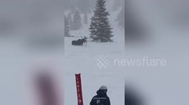 Moose spotted trudging through the fresh powder at Colorado ski resort