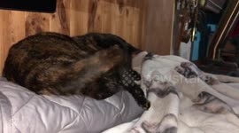 Cat’s tail has a mind of its own and won’t be told