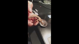 Thirsty Stick Insect Has Long Drink Of Water