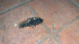 Bizarre Tropical Trilobite Beetle Crawls Across Tiles