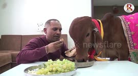 Not only does he eat and sleep with cows, this Indian man bathes in their faeces