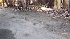 Rodent won't stop scurrying around in circles on Vietnamese road but experts suggest the animal is suffering