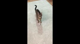Cats can play fetch too! Man documents his pet's unlikely favourite game