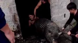 Chinese firefighters rescue 'overweight' pigs that fell into septic tank