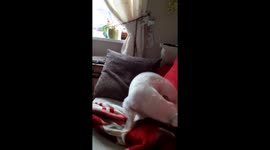 Jack Russell Butch I will catch my tail