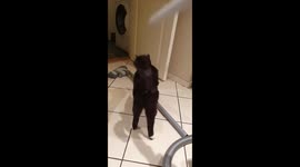 Kitty getting some vroom broom lovin'