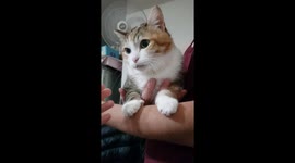 This cat doesn't want to fall into my arms