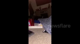Cat pulling blanket off of owner
