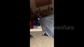 Hilariously rude cat yanks blanket off sleeping human in Pennsylvania