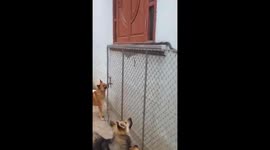 Three dogs attacked the snake crawling into the house