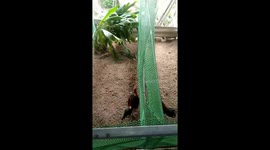 Two chickens chasing each other like  the silhouette