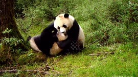 Wild twin pandas spotted on camera for the first time in China