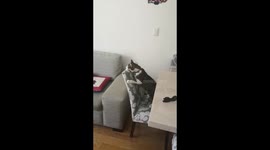 Jacinto the Cat playing volley!!