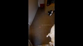 Butch the Jack Russell pup loves chasing the laser dot