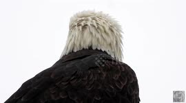 Close up of a beautiful bald eagle